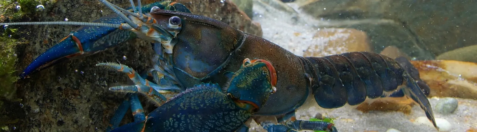 กุ้งเครฟิส